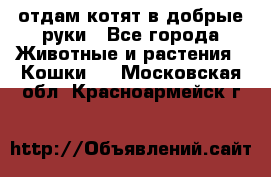 отдам котят в добрые руки - Все города Животные и растения » Кошки   . Московская обл.,Красноармейск г.